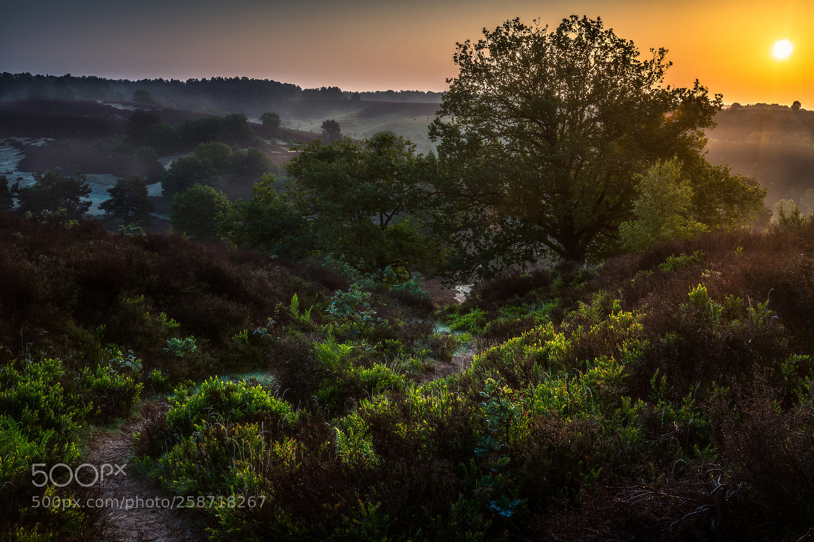 Canon EOS 6D sample photo. Sunrise dutch national park photography