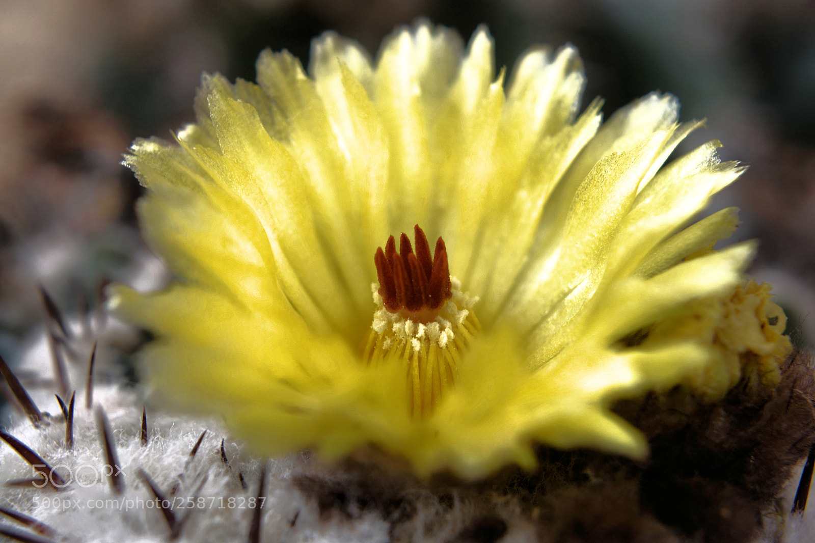 Nikon D3300 sample photo. Flor amarilla photography