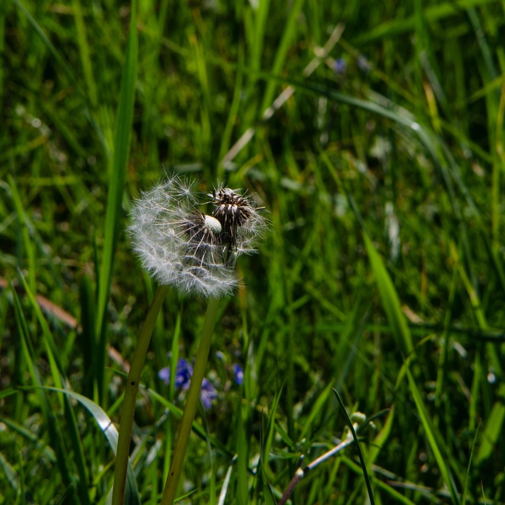 dandelion von dirk derbaum auf 500px.com