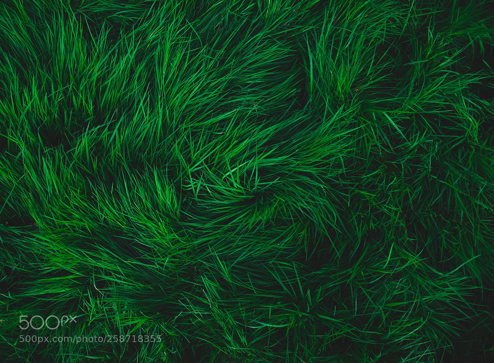 Nikon D7500 sample photo. The richness of nature photography
