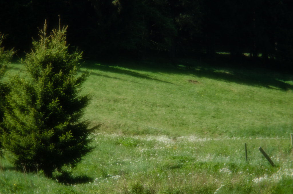 trees von dirk derbaum auf 500px.com