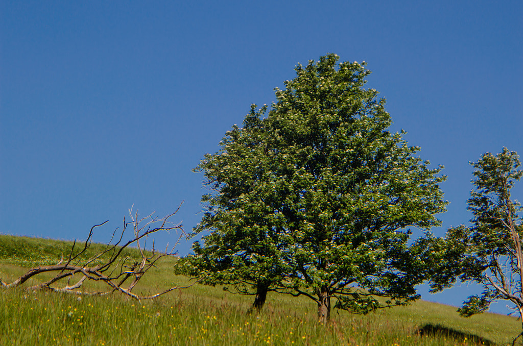 trees von dirk derbaum auf 500px.com