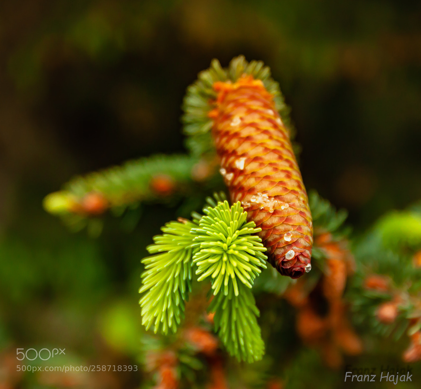 Canon EOS 50D sample photo. Spruce cones photography