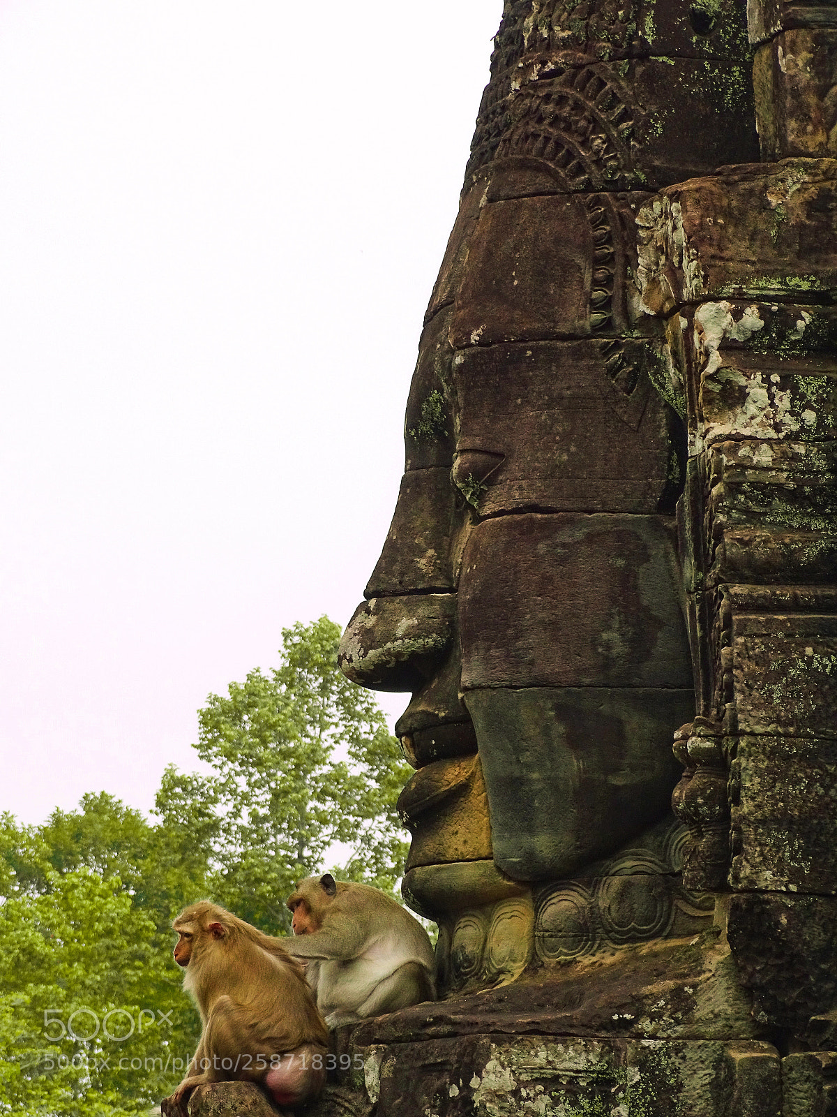 Sony Cyber-shot DSC-HX400V sample photo. Monkey-face photography