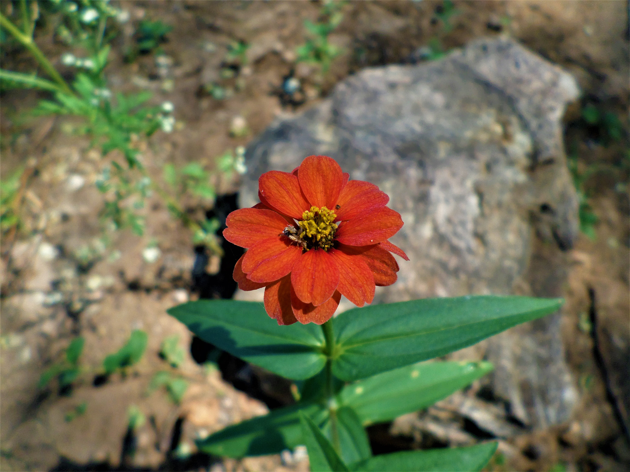Samsung ST150F/ST151F/ST152F sample photo. Shy flower photography