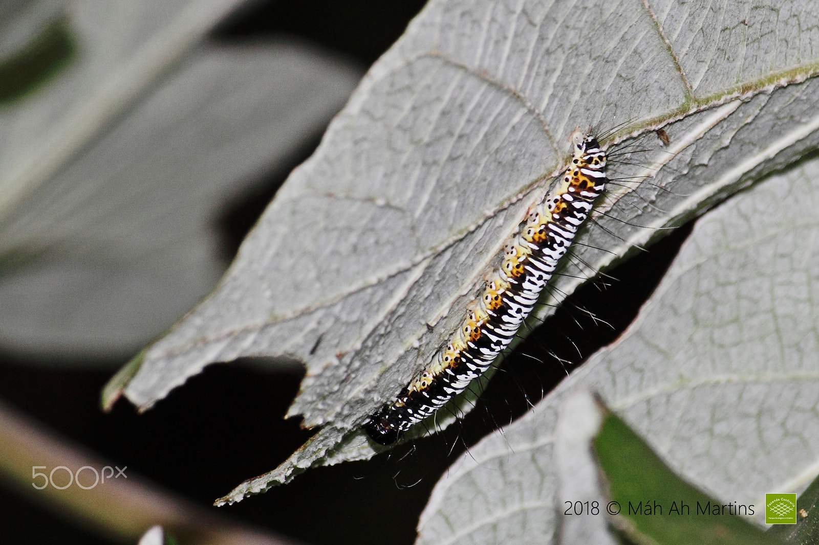 Canon EF-S 55-250mm F4-5.6 IS sample photo. Lagarta photography