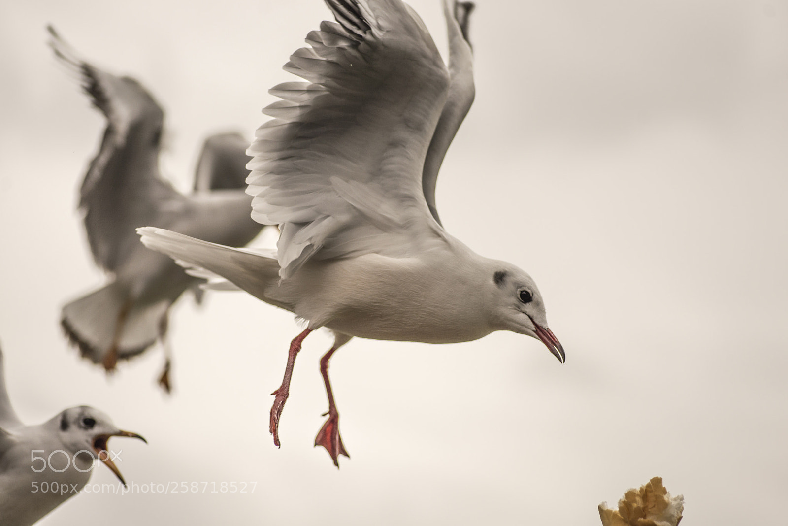 Nikon D600 sample photo. Seagull feeding 3 photography