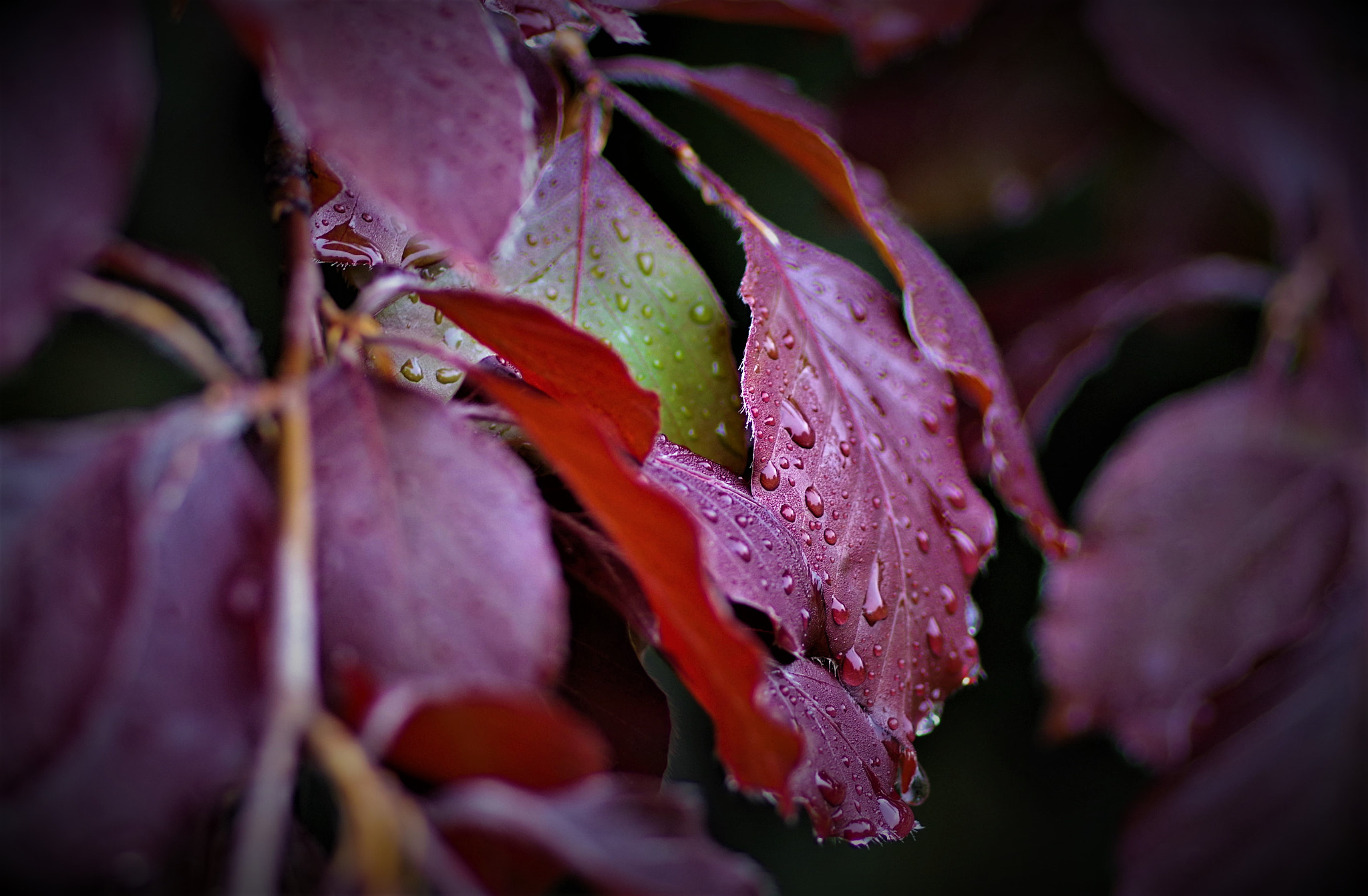 Pentax K-70 + Pentax smc D-FA 100mm F2.8 Macro WR sample photo. After rain photography