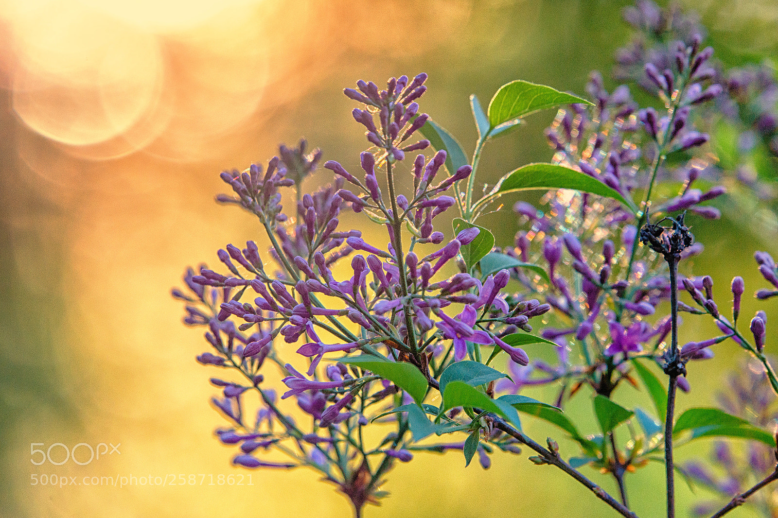 Canon EOS 6D sample photo. Lilacs photography