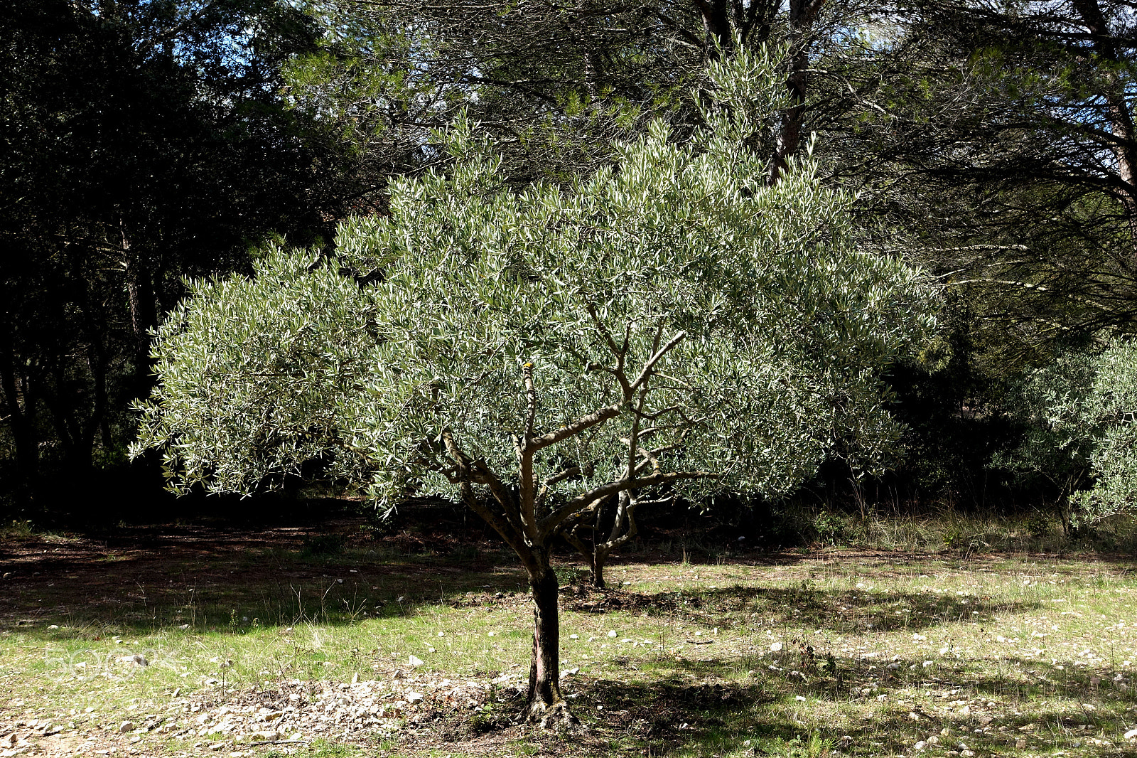 Sony Cyber-shot DSC-RX100 III sample photo. Olive tree in the photography