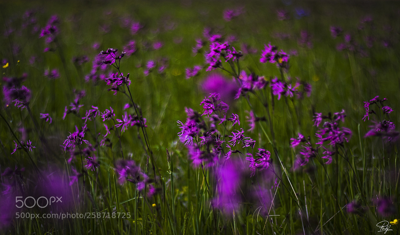 Canon EOS 80D sample photo. Flowers photography