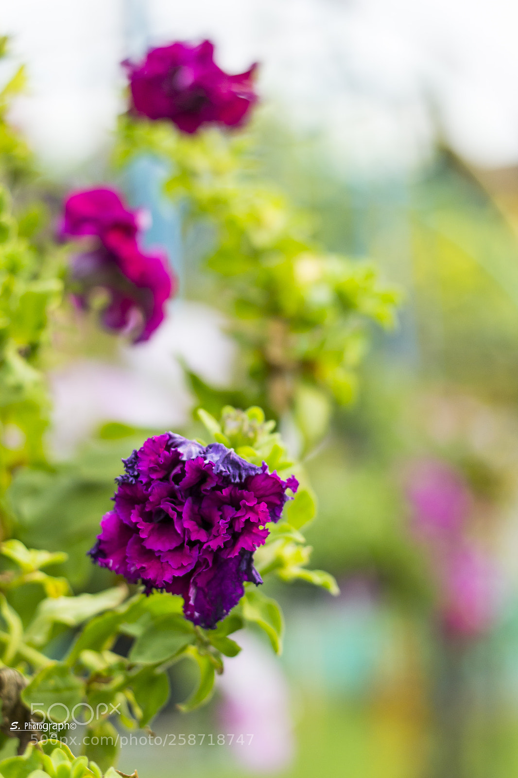 Canon EOS 60D sample photo. Flower photography