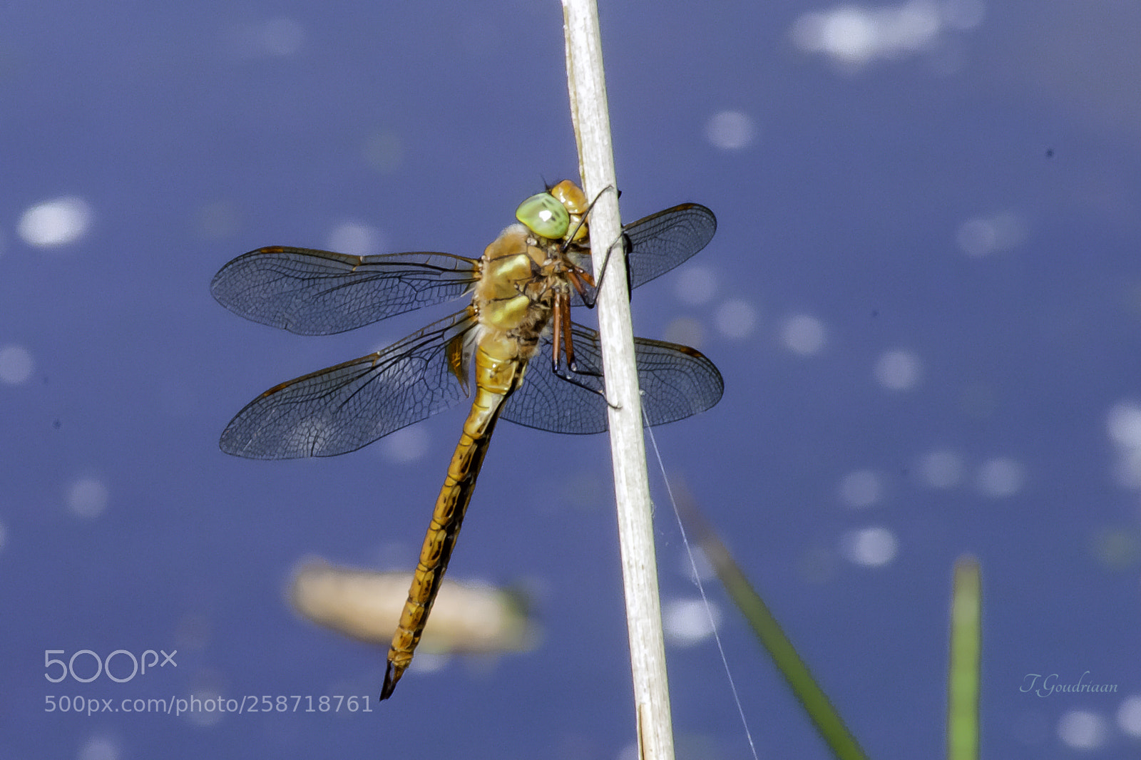 Nikon D5000 sample photo. Dragonfly  (aeshna isoceles) photography