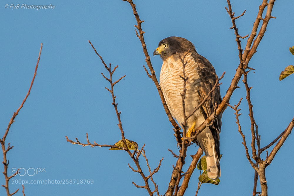 Nikon D500 sample photo. Sparrowhawk photography