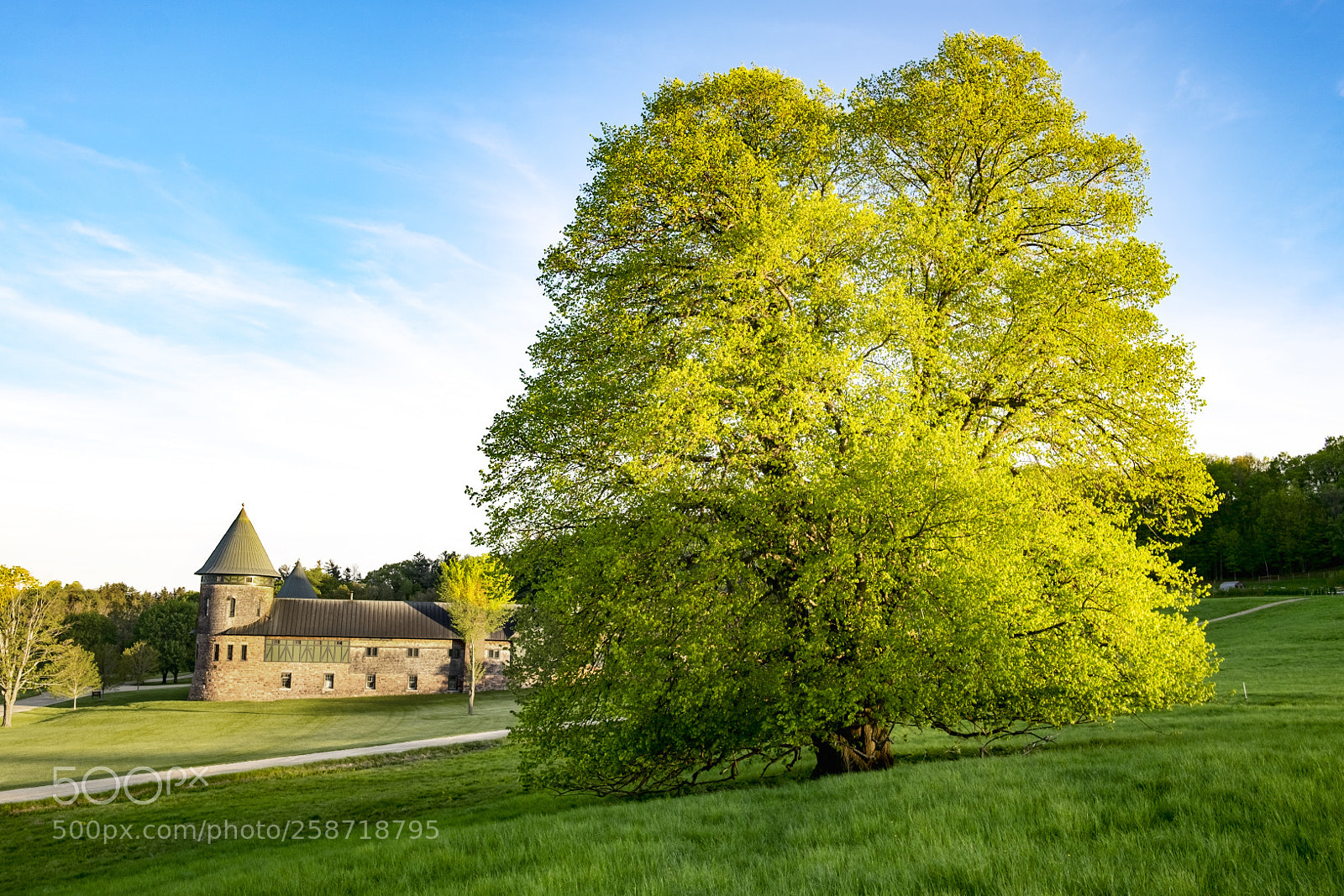 Fujifilm X-T1 sample photo. Spring tree photography