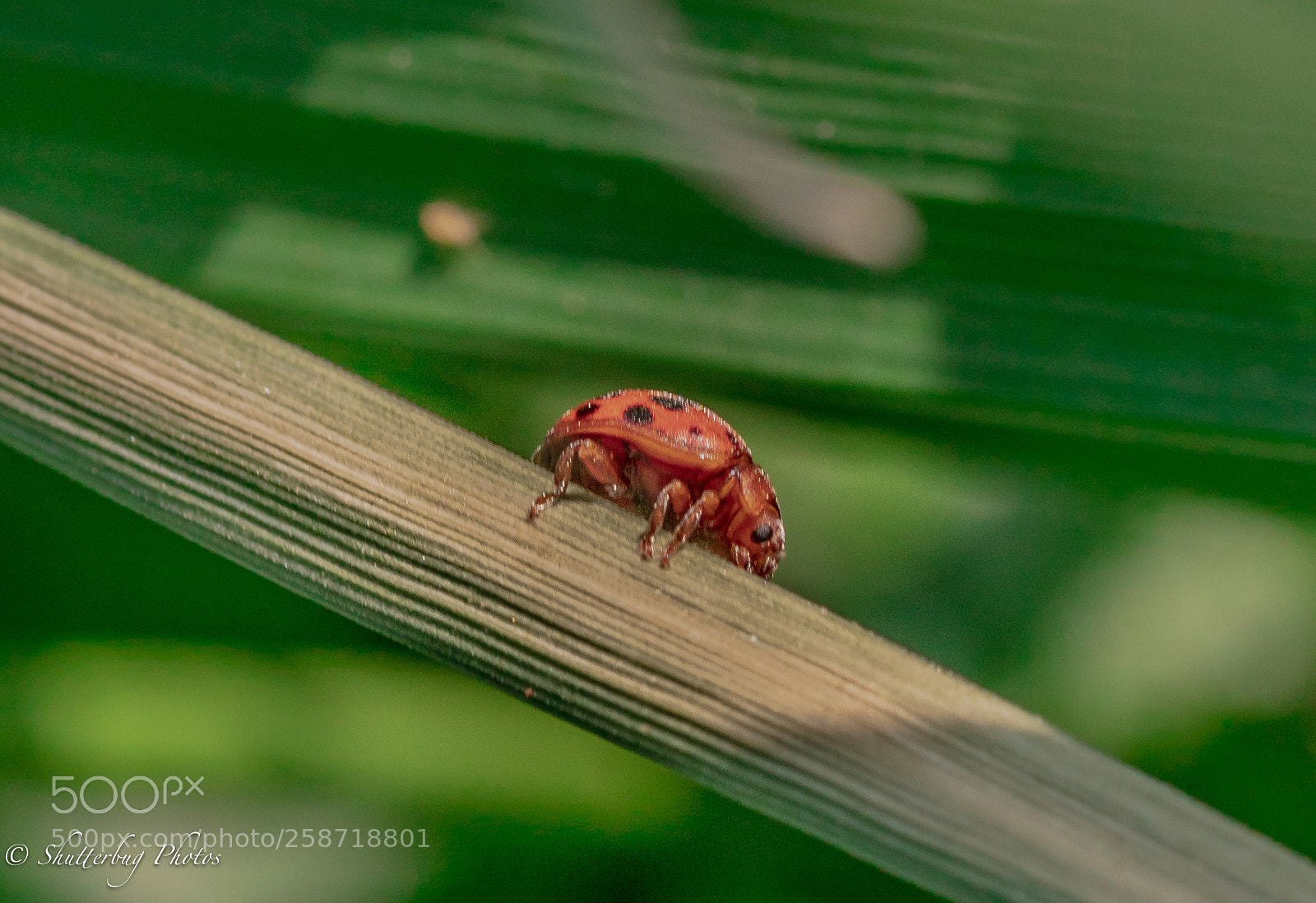 Canon EOS 80D sample photo. Young ladybird photography