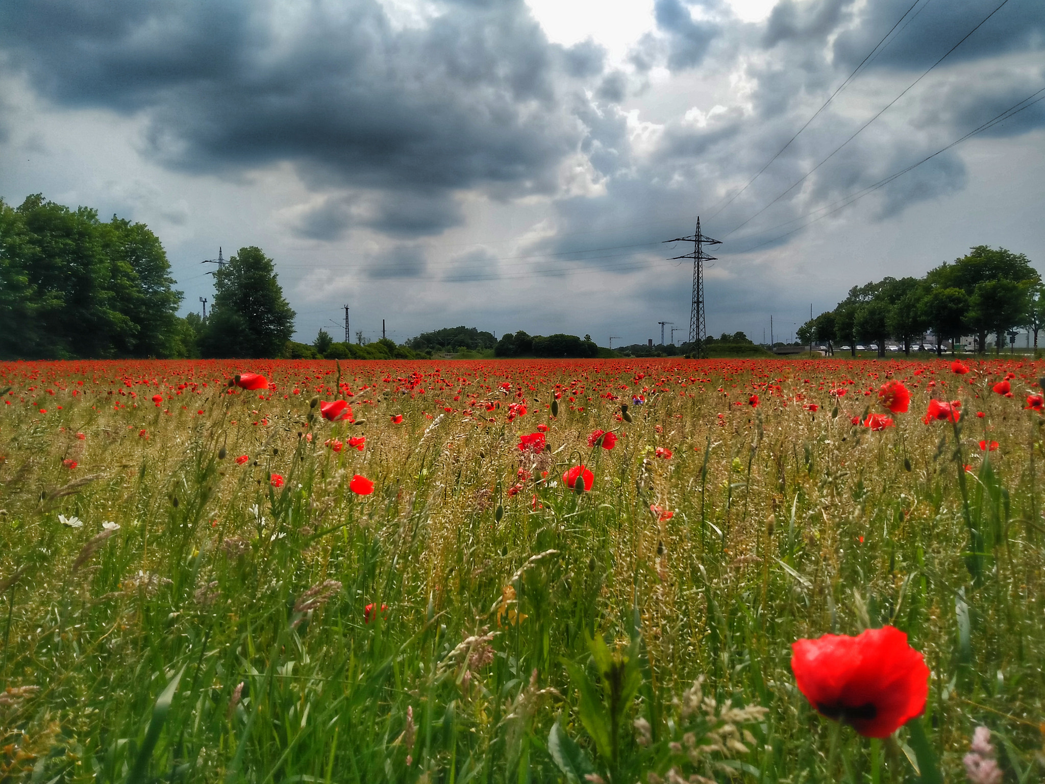 OnePlus ONE E1003 sample photo. Urban flower field photography