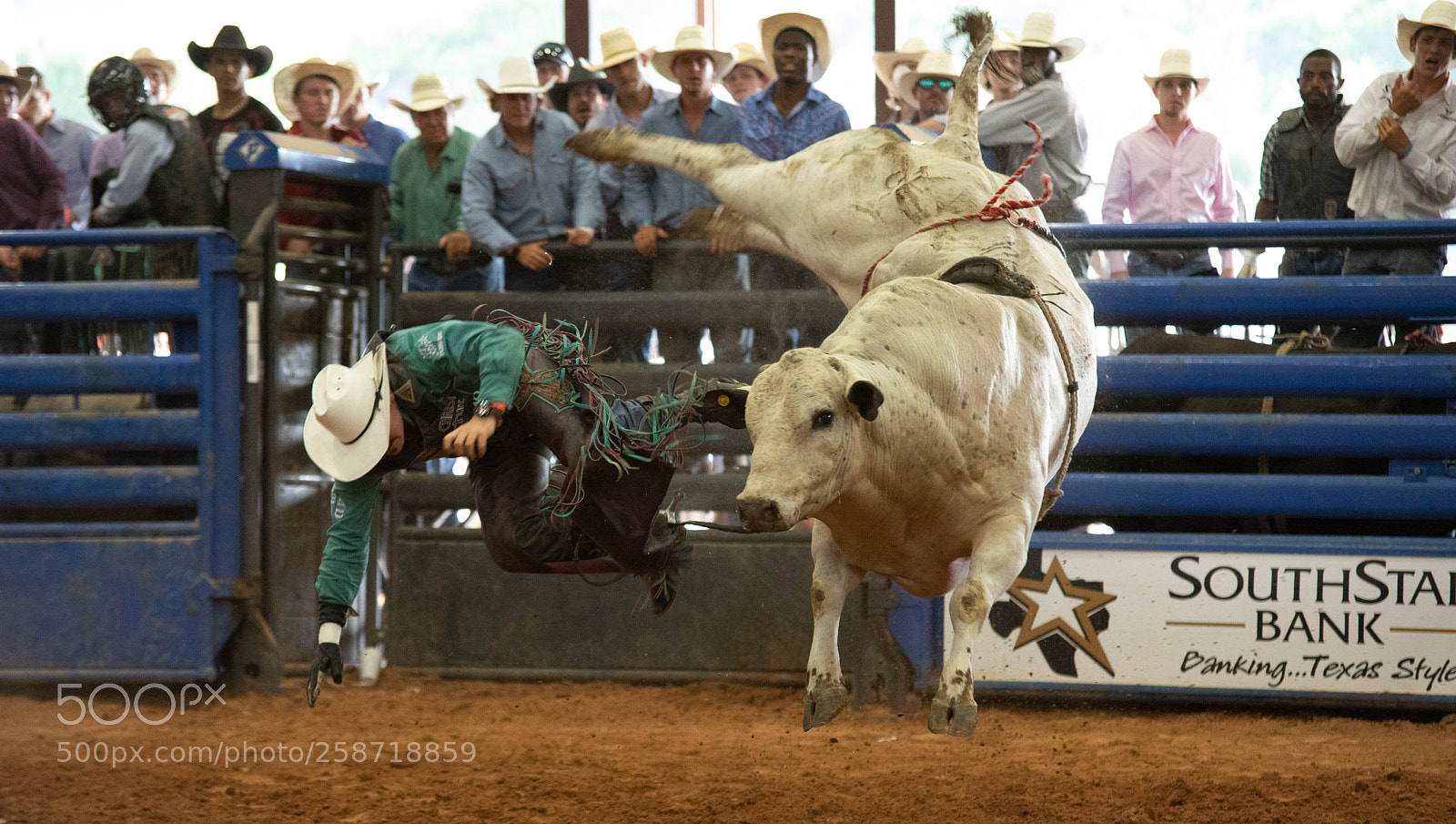 Canon EOS 5D Mark IV sample photo. Bull riding photography