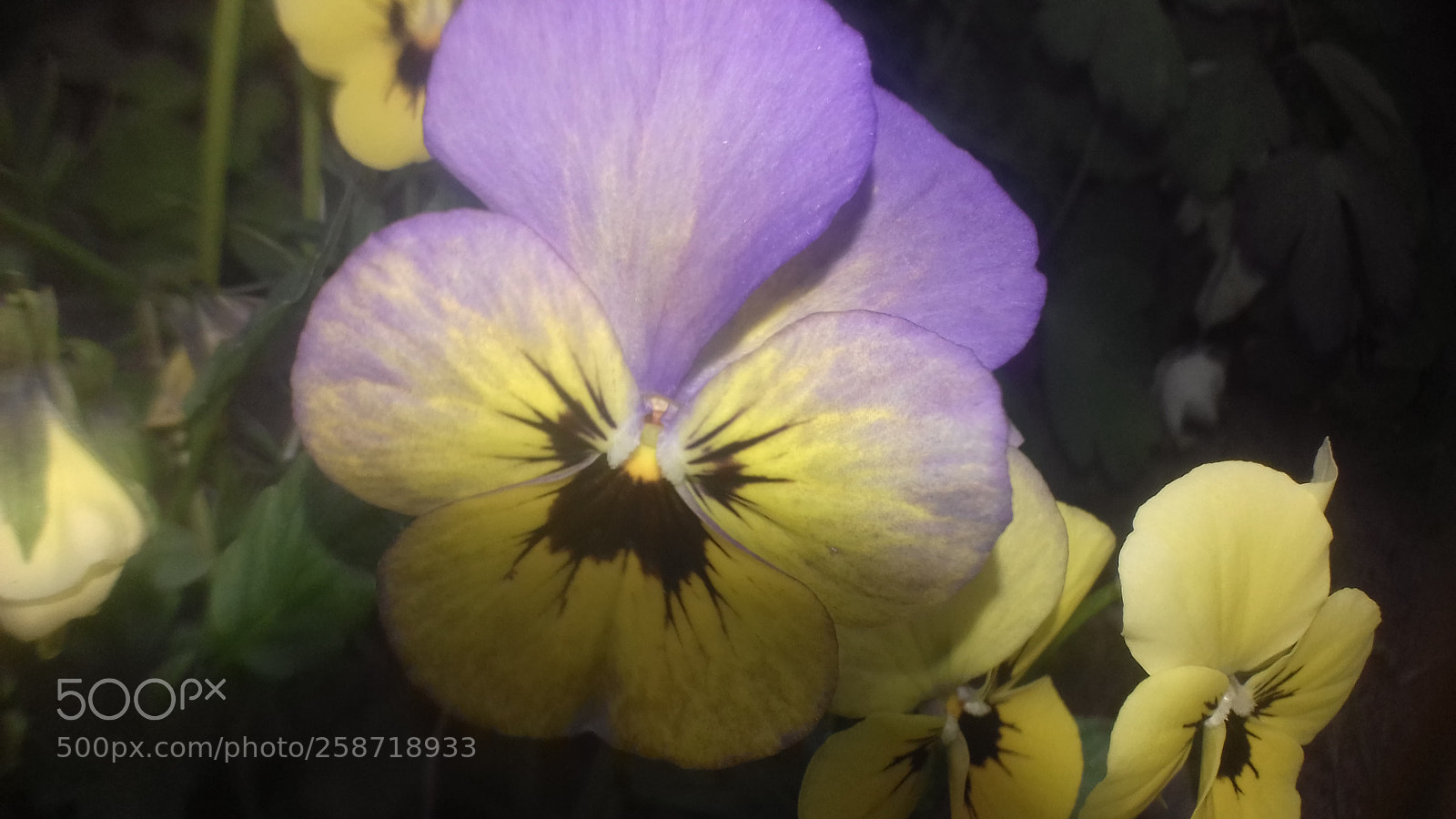 Samsung Galaxy J3(2016) sample photo. Pansy photography