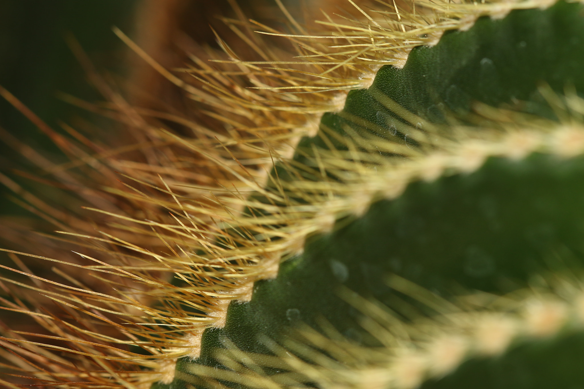 Canon EF 100mm F2.8 Macro USM sample photo. Cactus spines photography