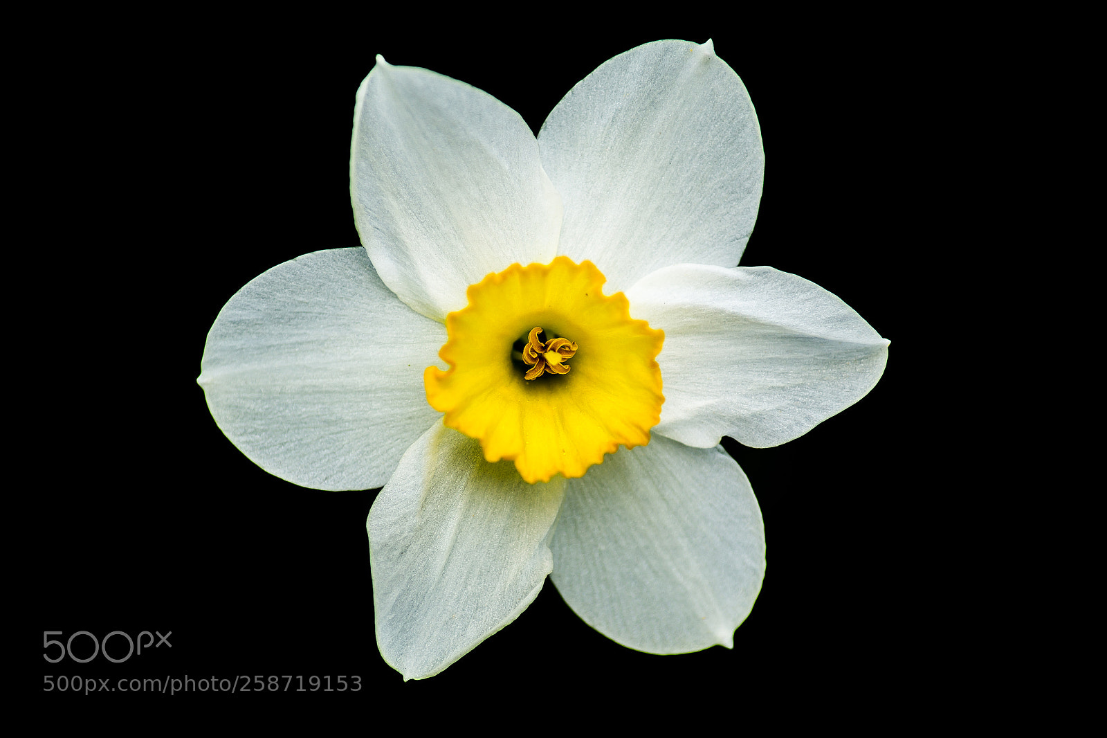 Canon EOS 6D sample photo. Wild narcissus photography