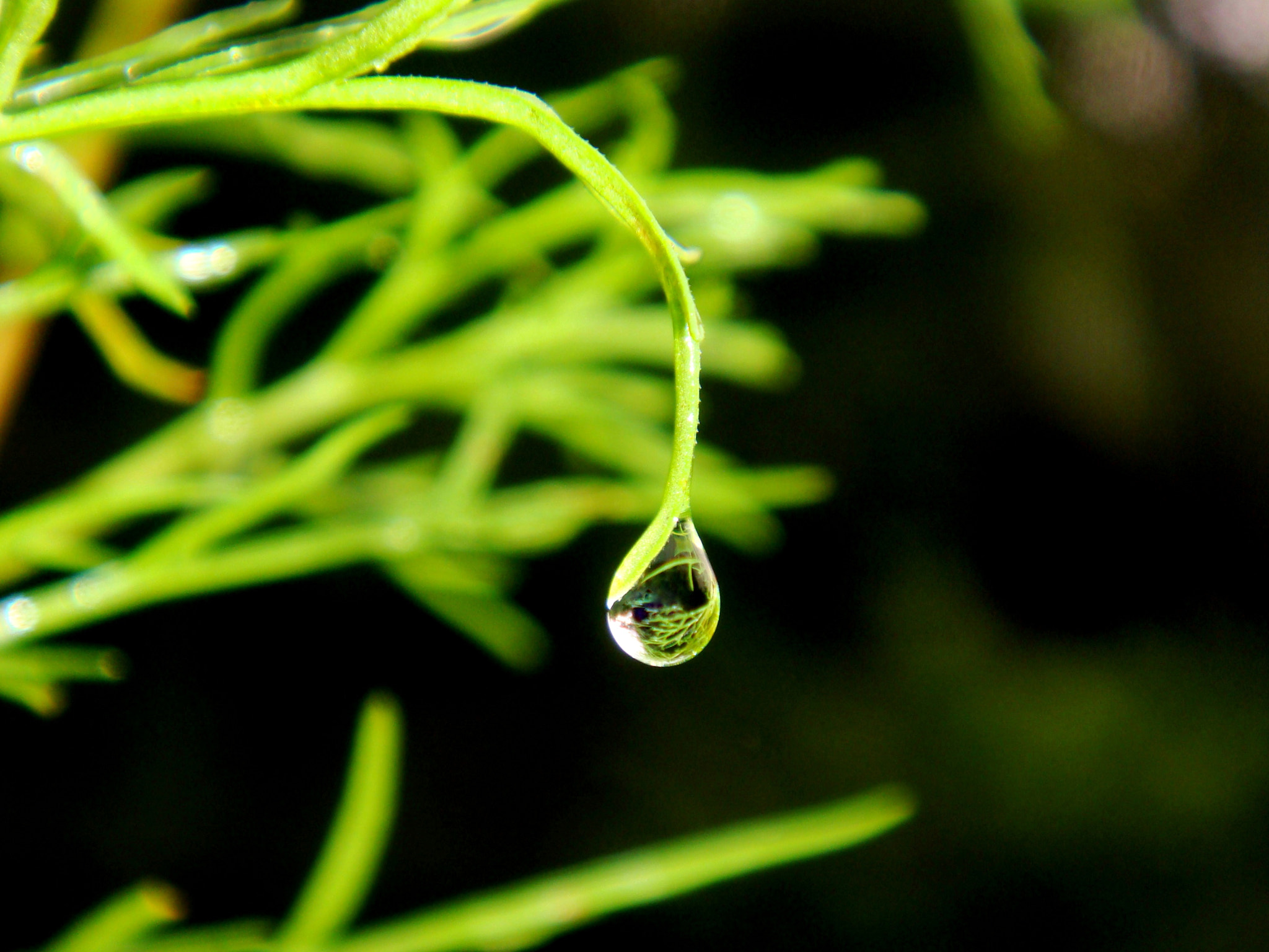 Sony DSC-T70 sample photo. Dew of hope photography