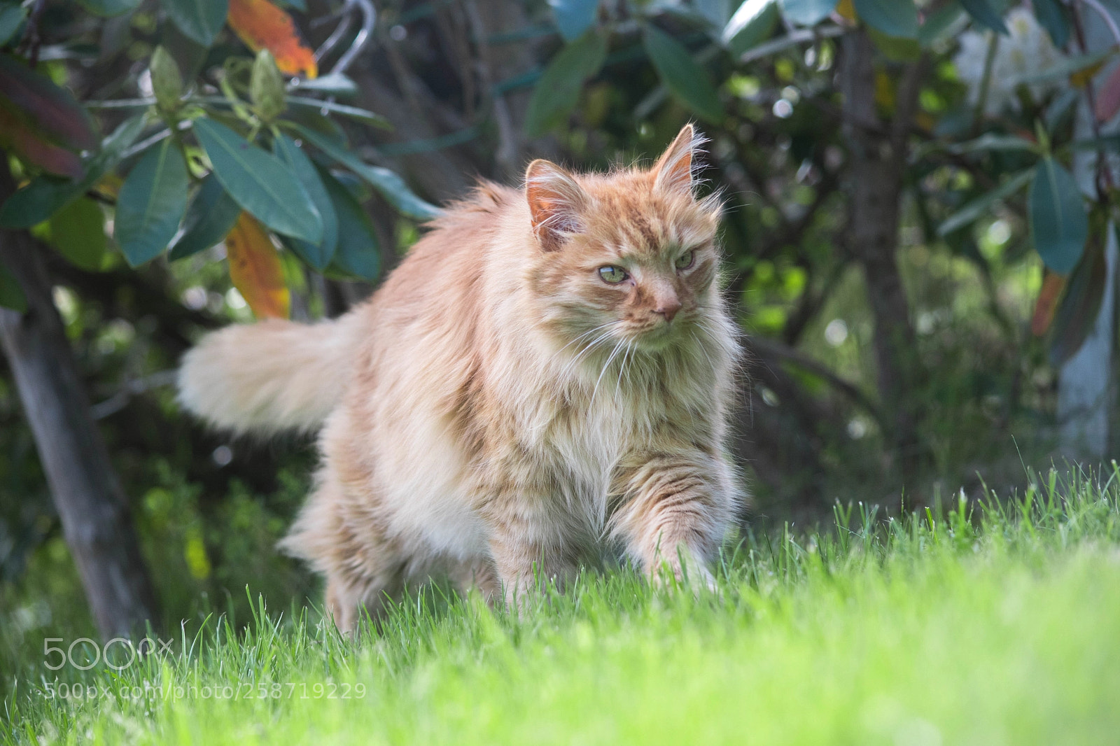 Nikon D7500 sample photo. In the garden photography