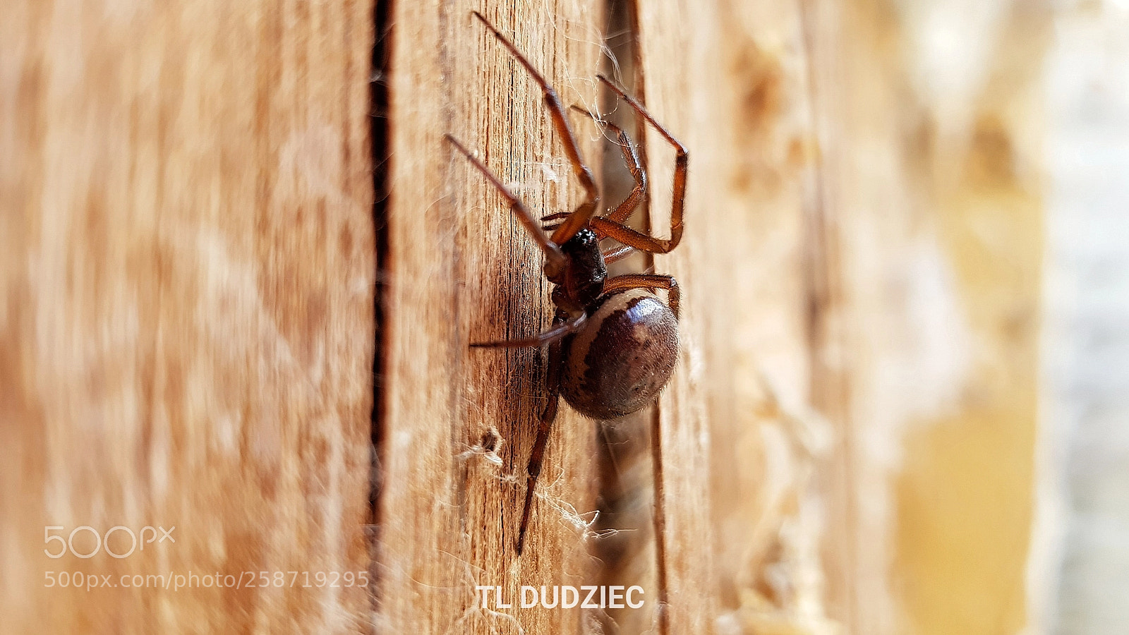 Samsung Galaxy S8 sample photo. Summer spider photography
