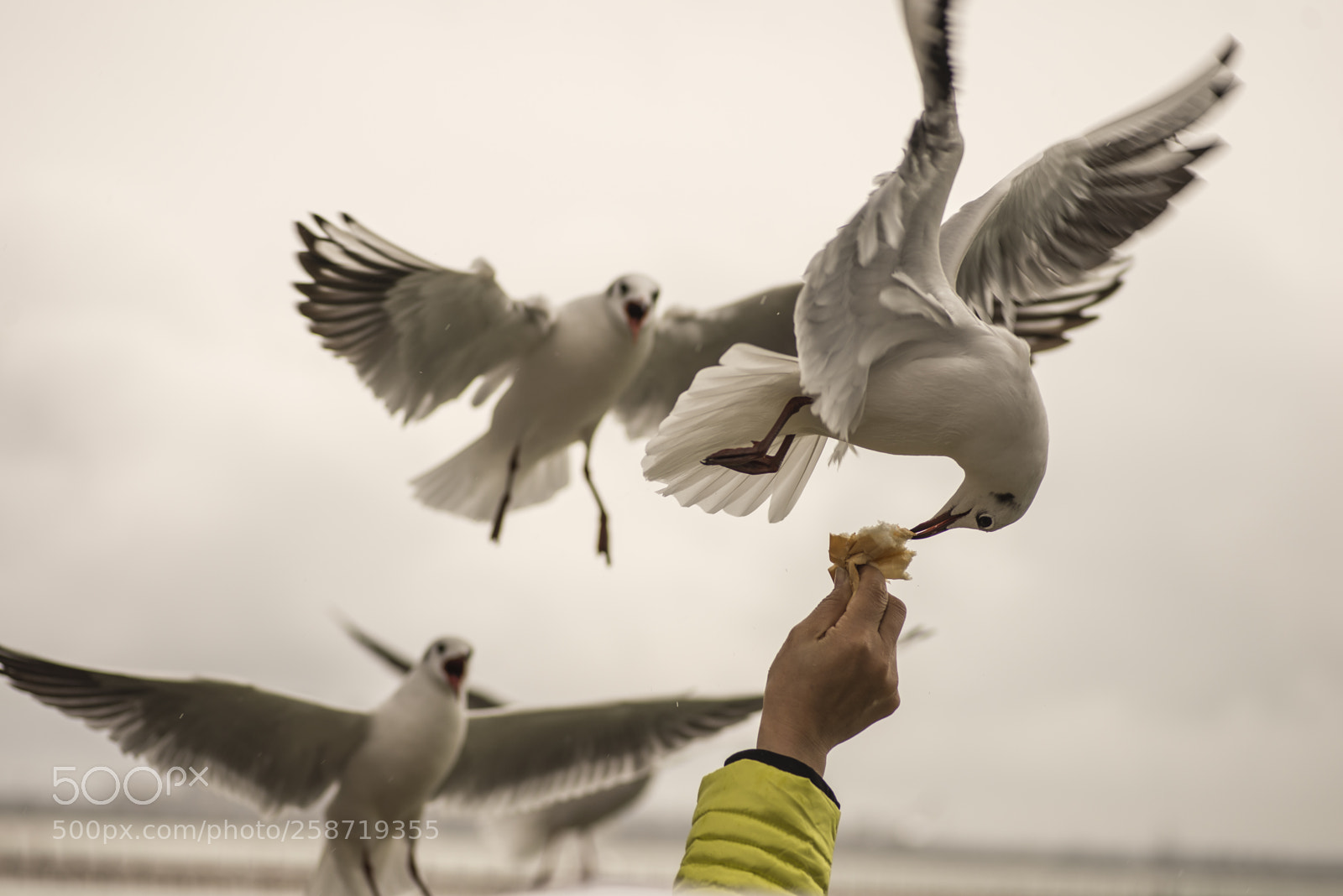 Nikon D600 sample photo. Acrobatic seagull photography