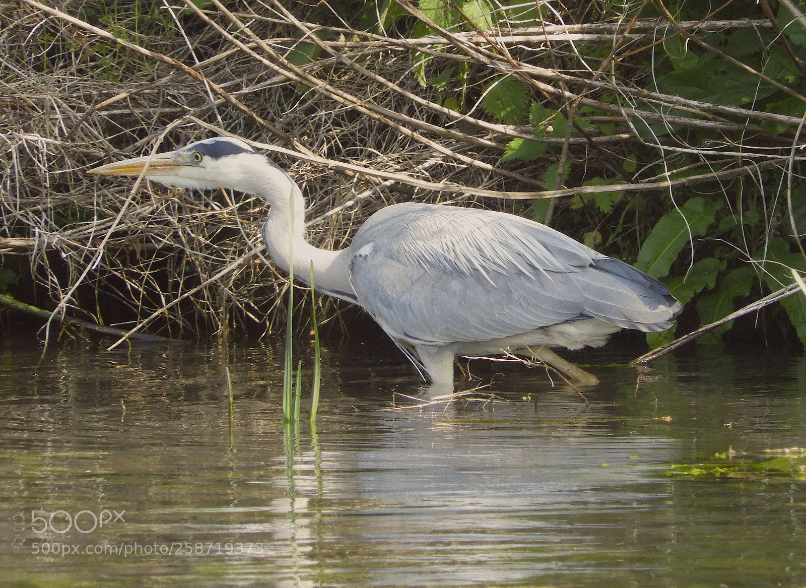 Nikon Coolpix B700 sample photo. Grey heron (ardea cinerea) photography