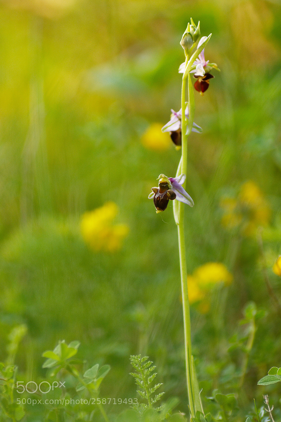 Canon EOS 40D sample photo. Orchidee sur fond jaune photography