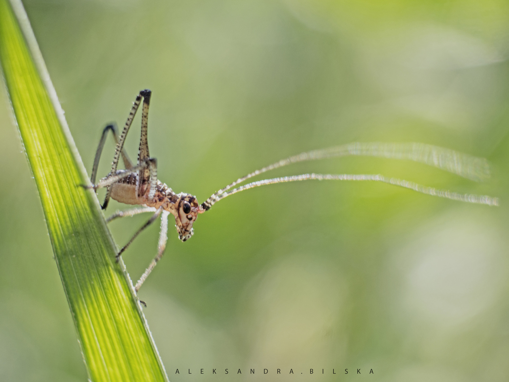 Olympus PEN E-PL6 sample photo. * photography