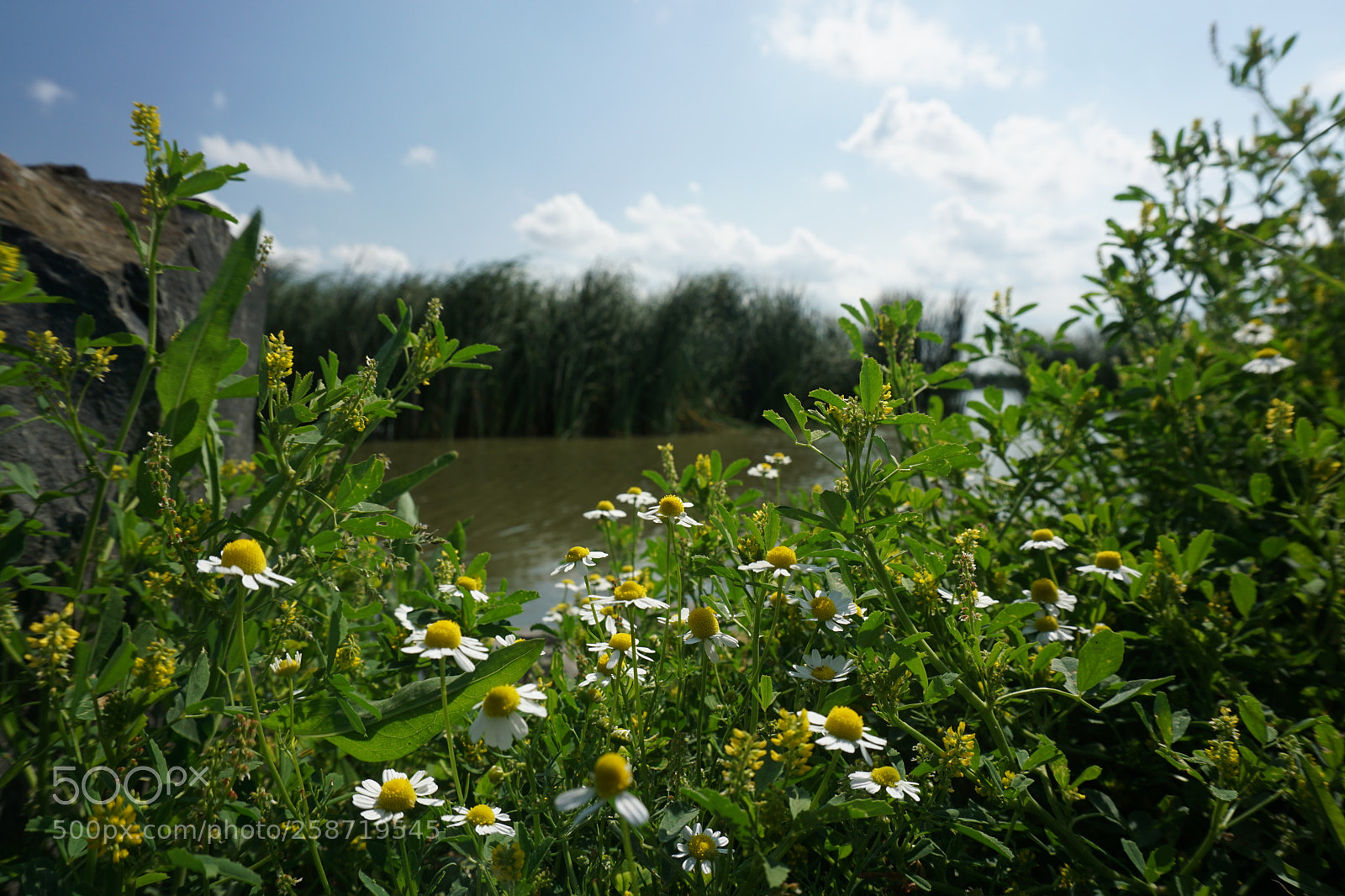 Sony a6000 sample photo. Untitled photography