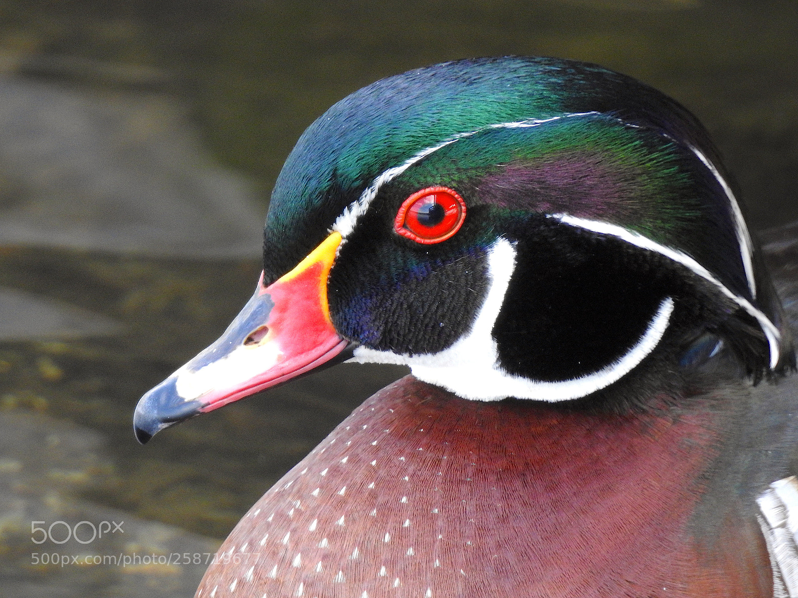 Nikon Coolpix P900 sample photo. Wood duck photography