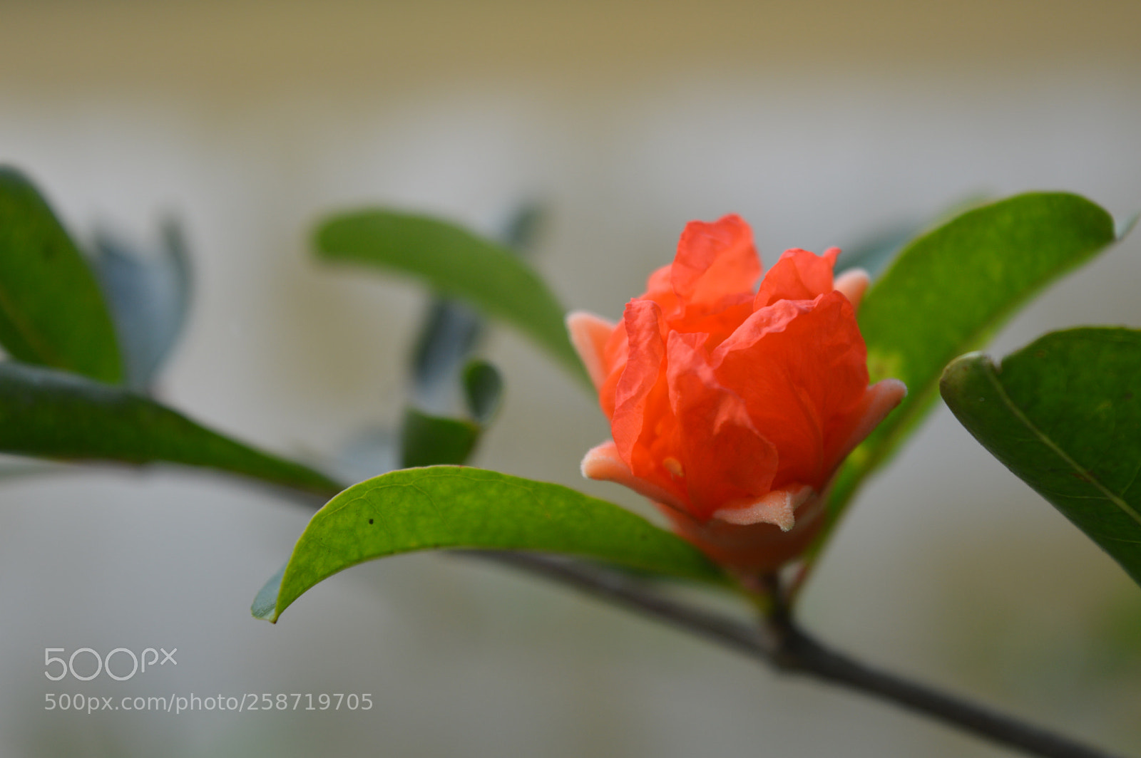 Nikon D3200 sample photo. Flower photography