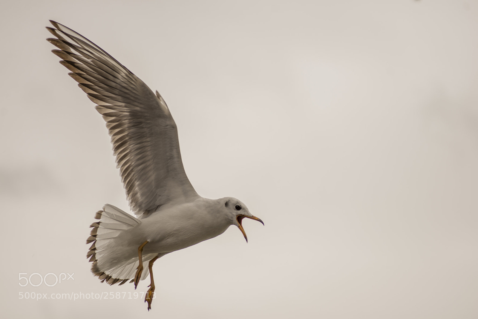 Nikon D600 sample photo. Seagull squawking photography