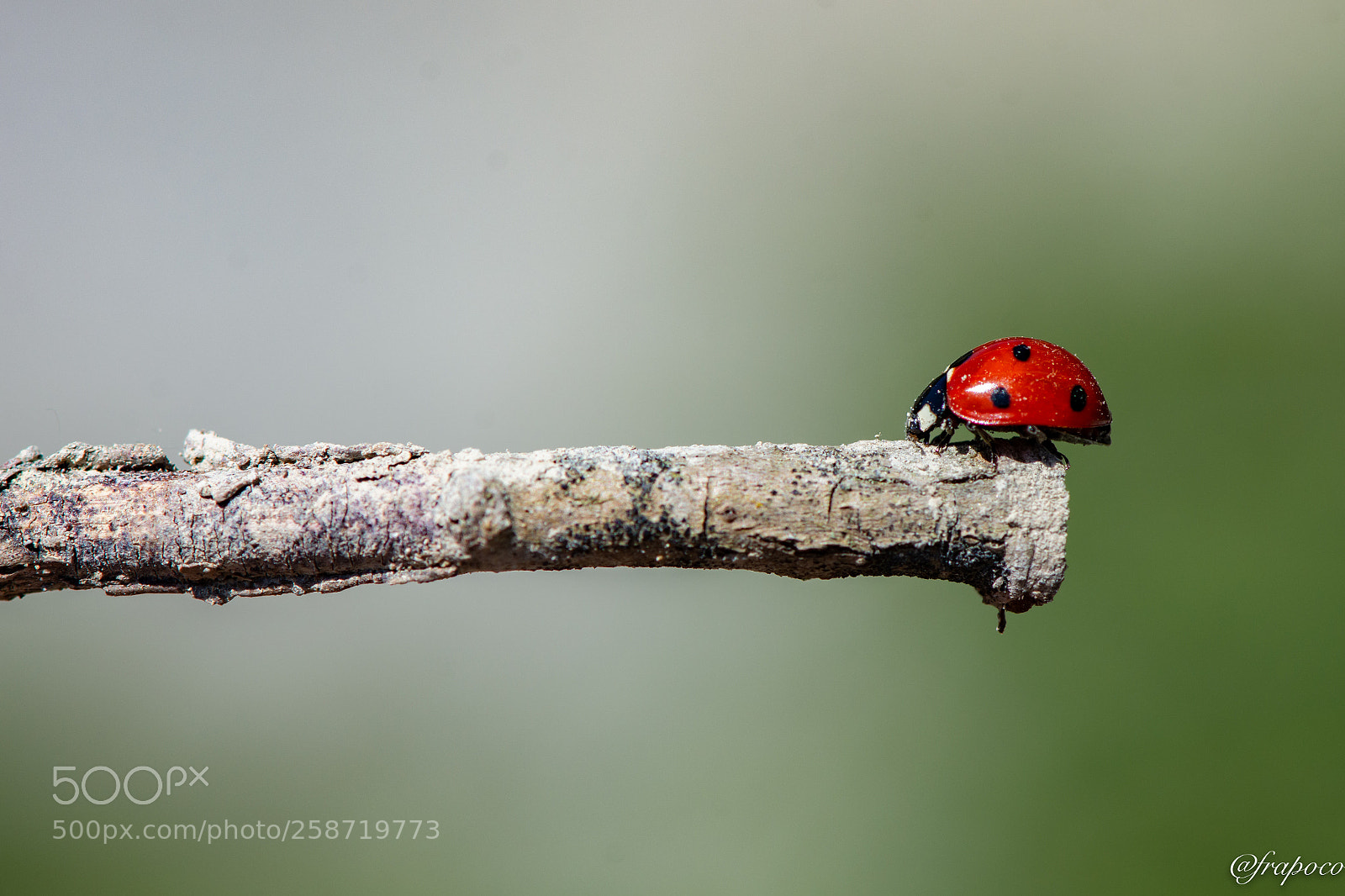 Nikon D7200 sample photo. Macro hunting: ladybug photography