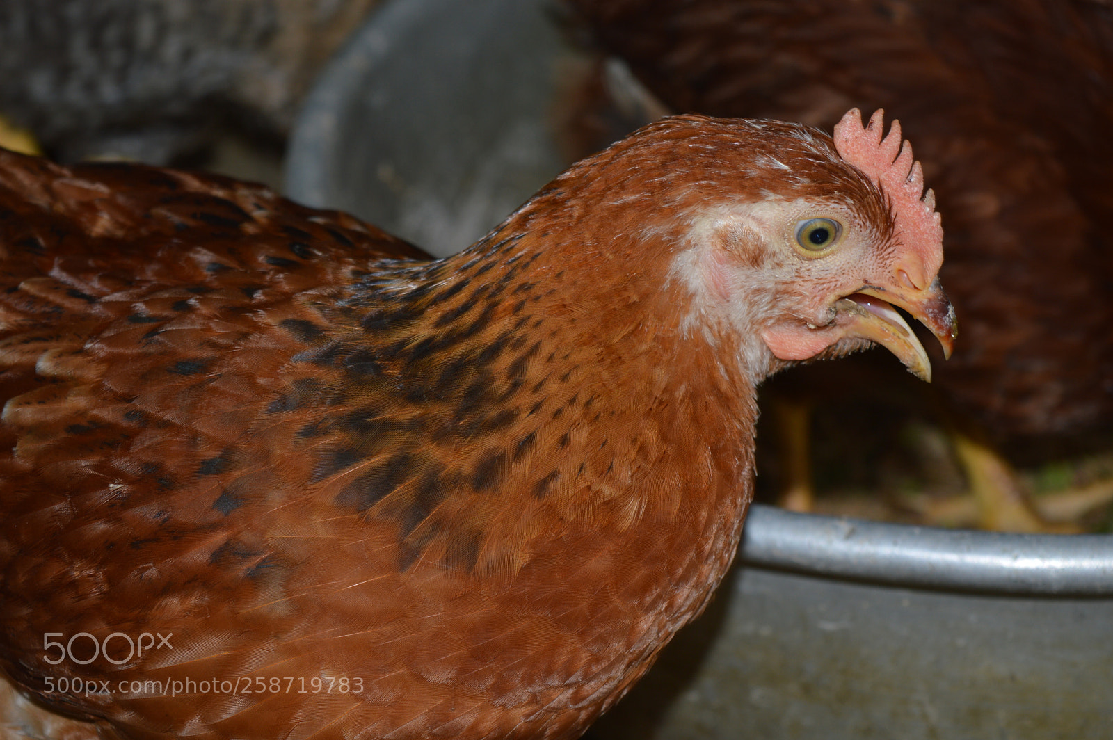 Nikon D3200 sample photo. Cook photography