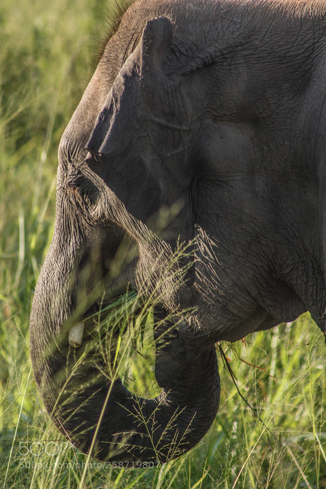 Canon EOS 450D (EOS Rebel XSi / EOS Kiss X2) sample photo. Elephant eating photography