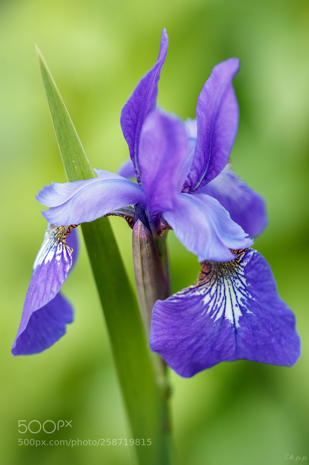 Canon EOS 80D sample photo. Siberian iris photography