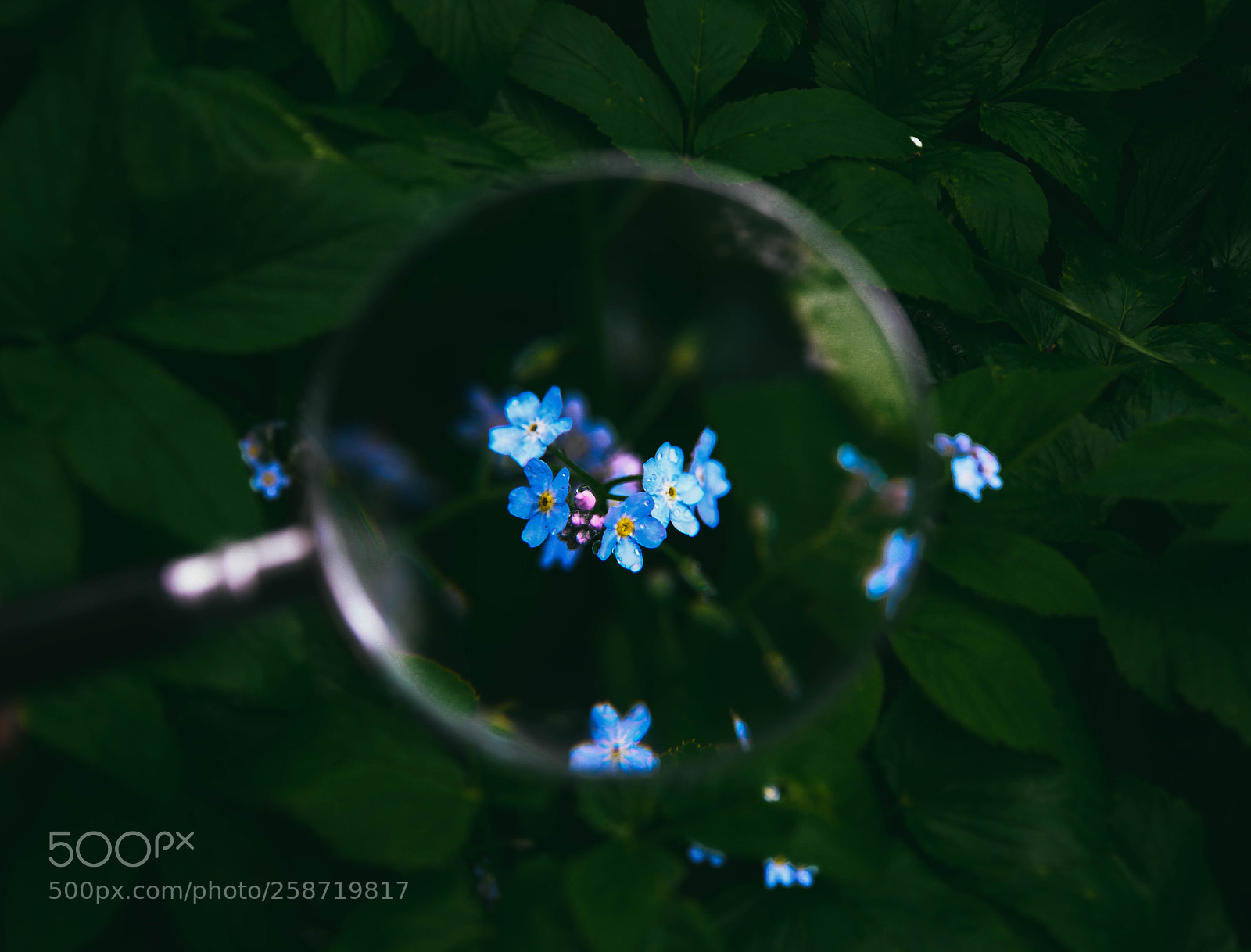 Nikon D5100 sample photo. незабудки photography