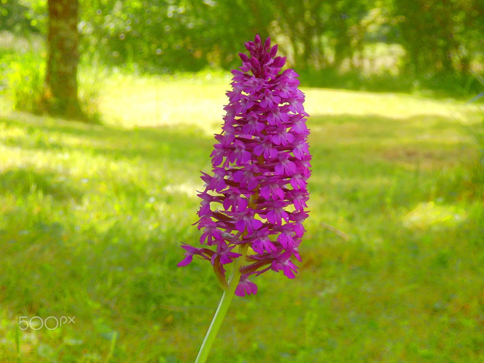 Olympus SZ-31MR sample photo. Pyramidal orchid photography