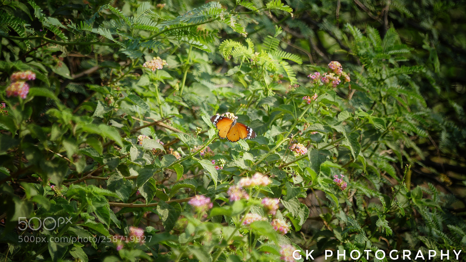 Panasonic Lumix DMC-FZ200 sample photo. Butterfly photography