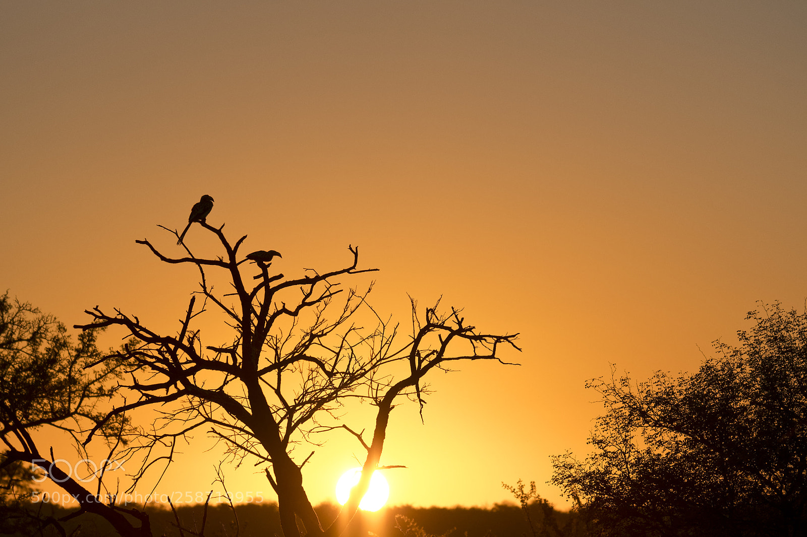 Nikon D500 sample photo. Hornbills photography