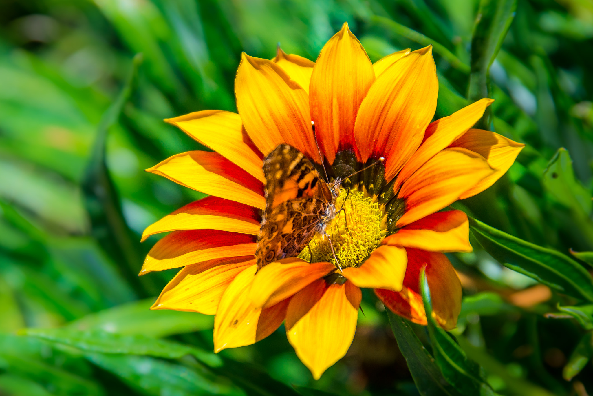Samsung NX1 sample photo. Sunflower photography