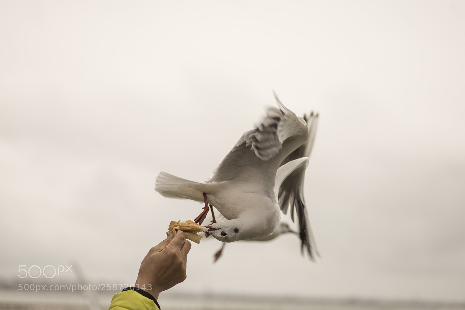 Nikon D600 sample photo. Seagull tumbling photography