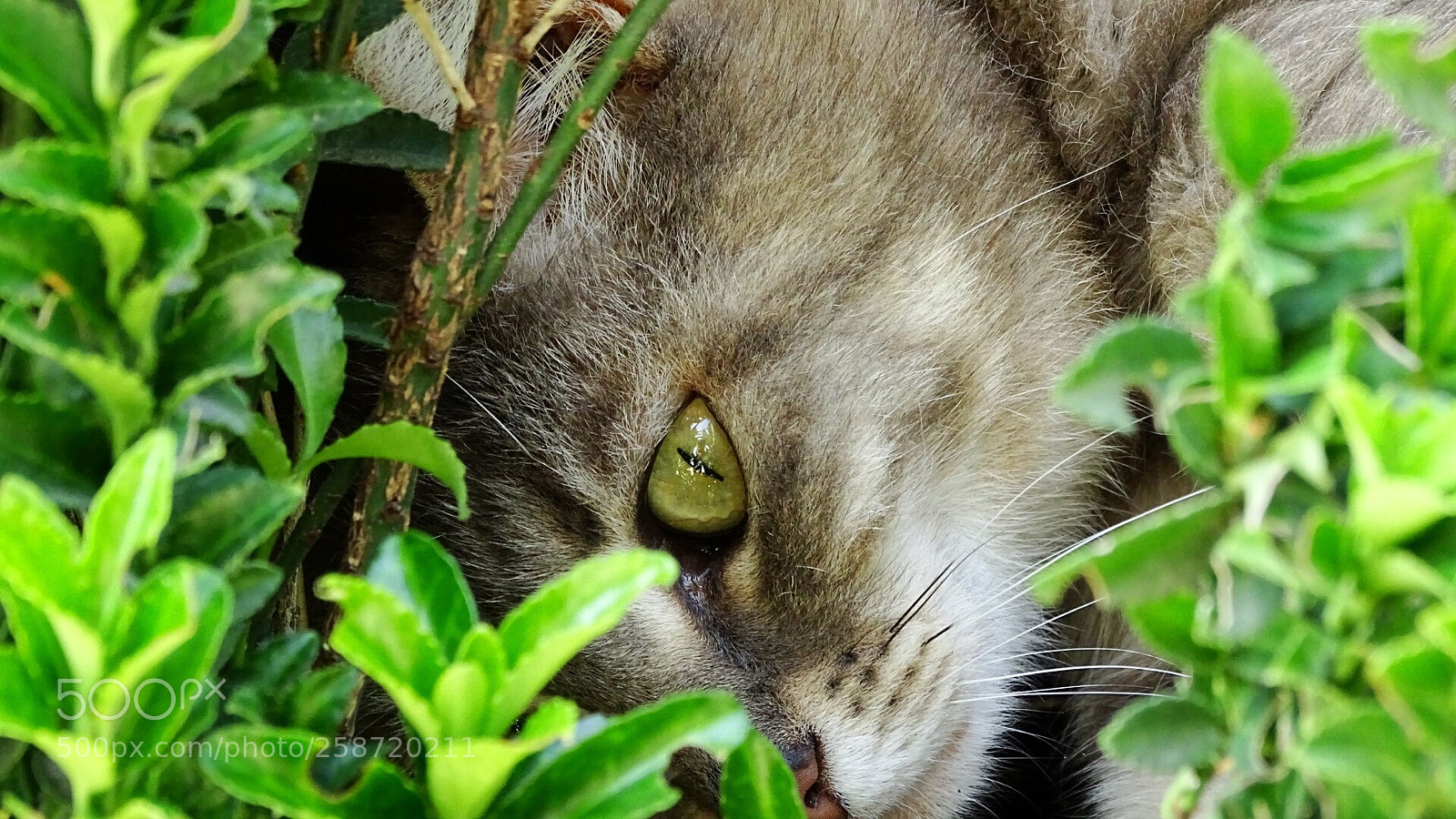 Sony Cyber-shot DSC-HX400V sample photo. Untitled photography