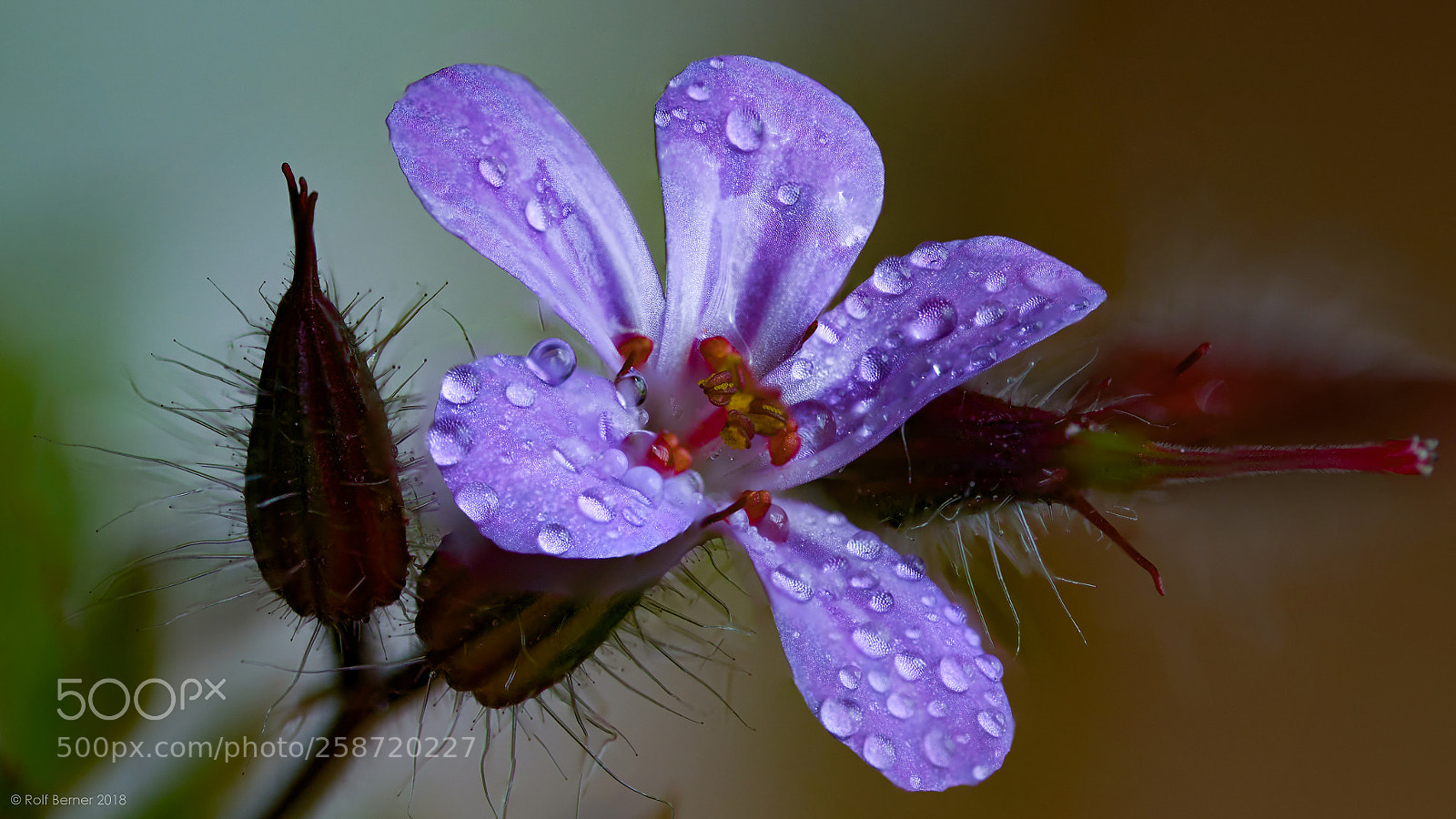 Sony a99 II sample photo. Blue flower photography