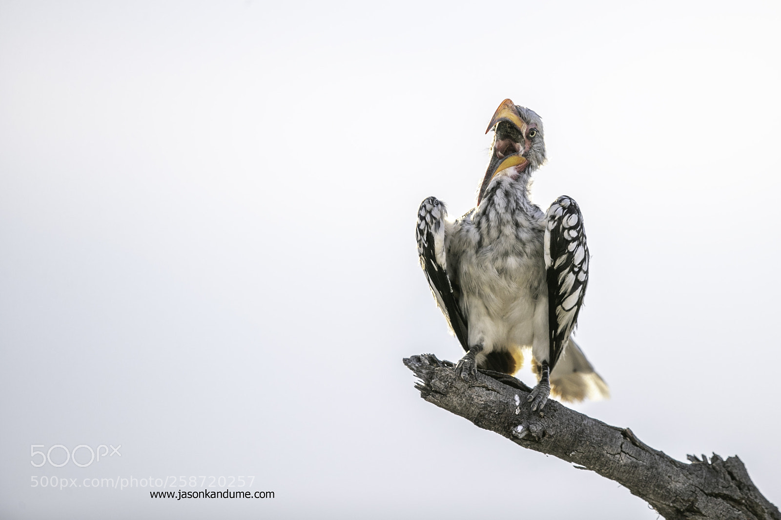 Canon EOS-1D X Mark II sample photo. Hornbill photography