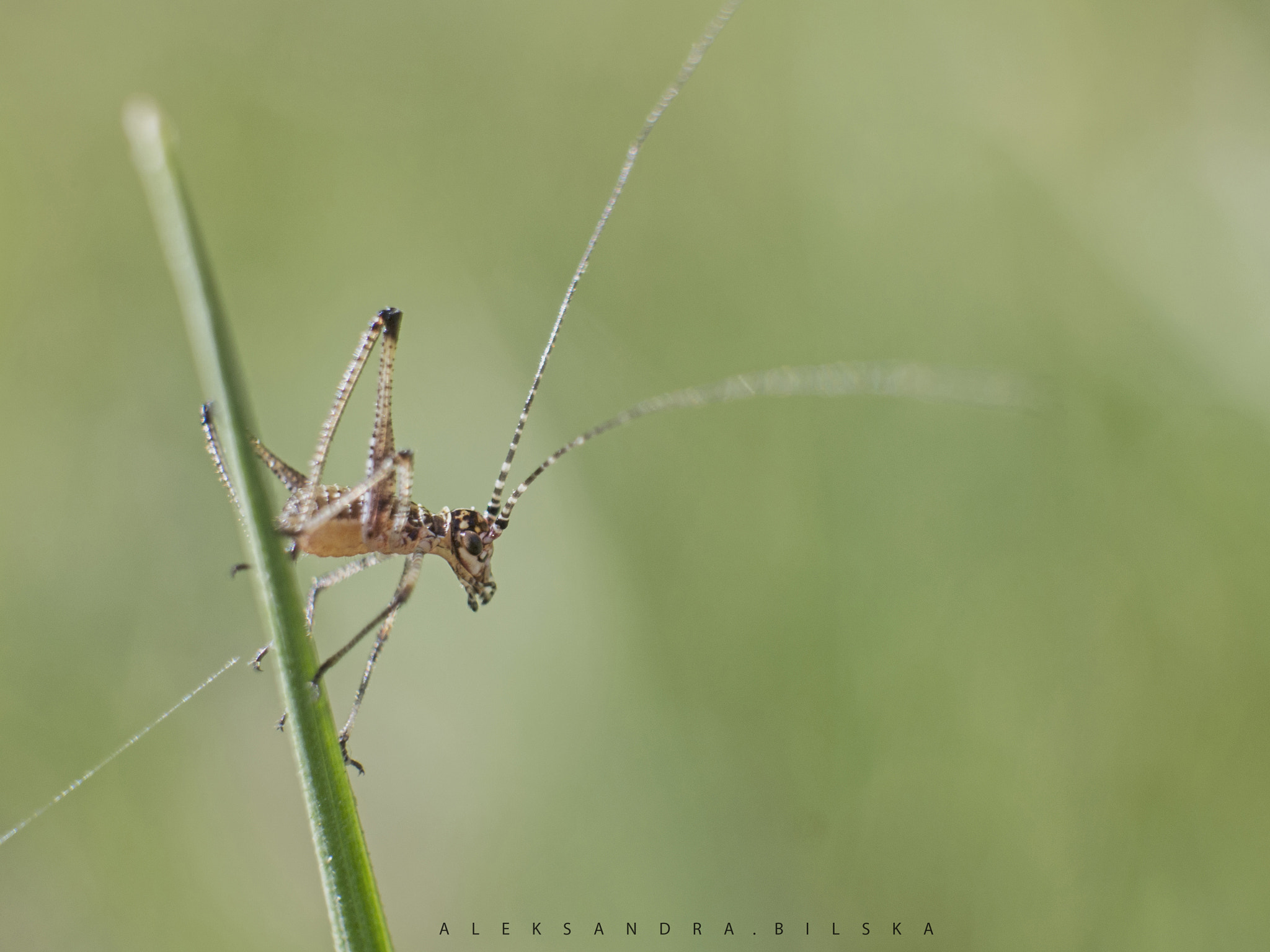 Olympus PEN E-PL6 sample photo. * photography